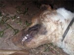 Dog Poisoning Koh Phangan Island