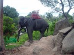 ElephantTrekkingKohPhangan-04