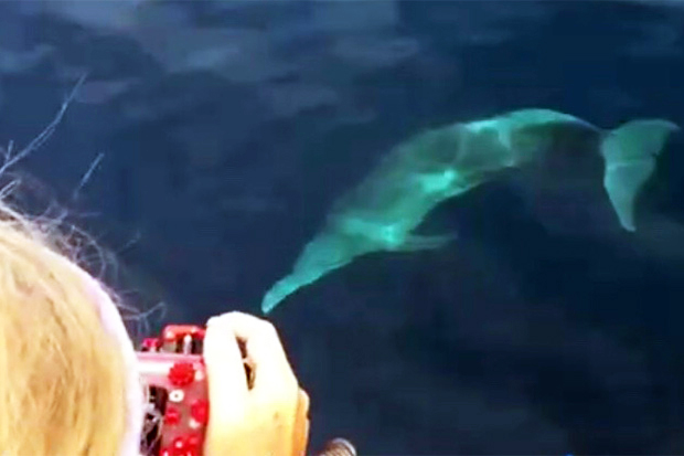 Rare pink dolphin at dive site Sail Rock Koh Phangan