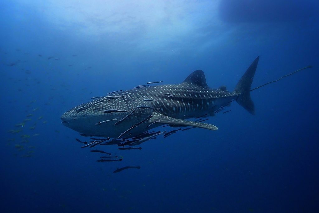Whale Shark Sail Rock Koh Phangan