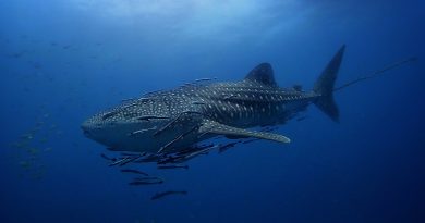 Whale Shark Sail Rock Koh Phangan