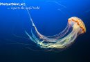 Box Jellyfish Koh Phangan 2021-08-31