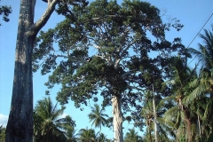 Big Tree Koh Phangan