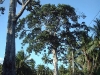 BigTreePhangan-01