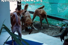 Cobra Snake Koh Phangan