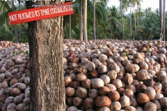 Coconuts Koh Phangan