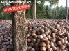 Coconuts Koh Phangan