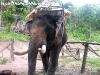 Elephant Trekking Koh Phangan