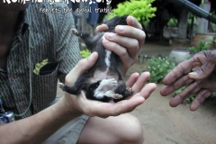 Genetic Experiments Koh Phangan