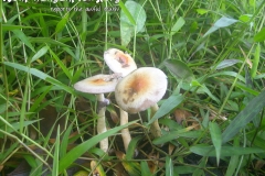 Magic Mushrooms Koh Phangan