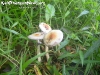 Magic Mushrooms Koh Phangan