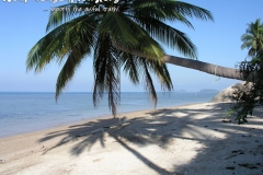 Palm Trees Koh Phangan