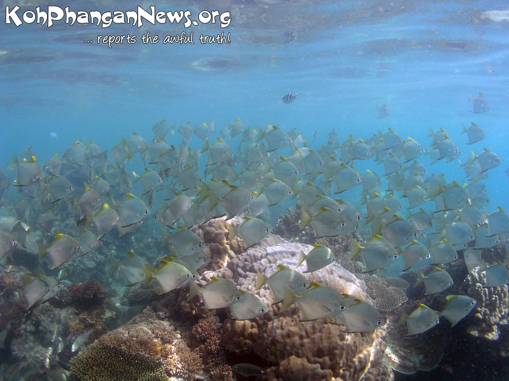 Snorkeling Koh Phangan Island - Koh Phangan Island News1024 x 768