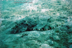 Snorkeling Koh Phangan